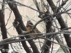 Emberiza tristrami