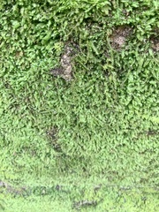 Cyathophorum bulbosum