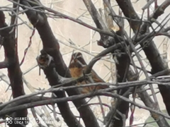 Emberiza tristrami