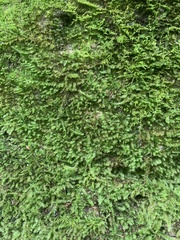 Cyathophorum bulbosum