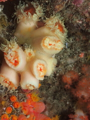 Cladopsammia eguchii