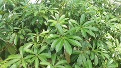 Alstonia