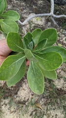 Heliotropium arboreum