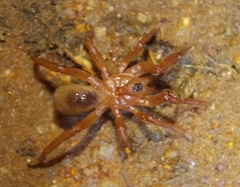 Idiopidae