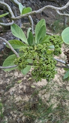 Heliotropium arboreum