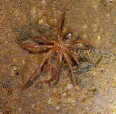 Idiopidae