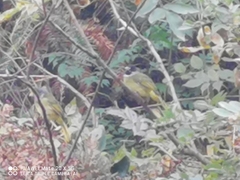 Spizixos semitorques