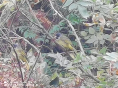 Spizixos semitorques