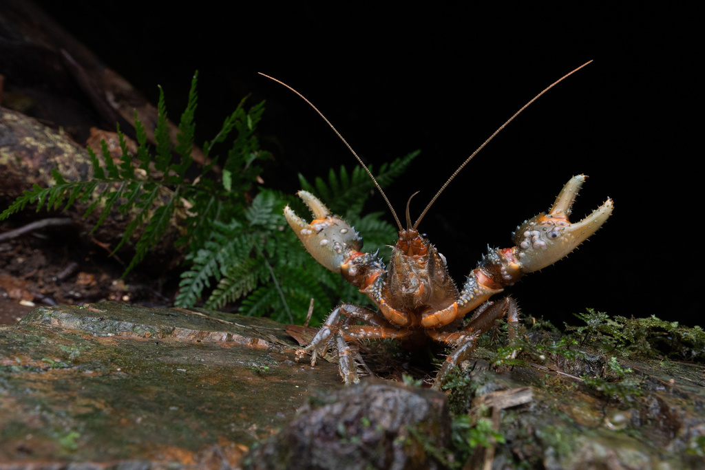 Euastacus setosus