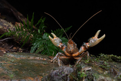 Euastacus setosus