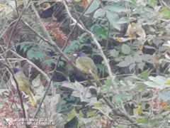 Spizixos semitorques