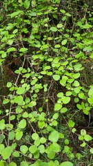 Coprosma rotundifolia