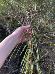 Allocasuarina distyla