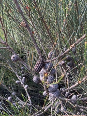 Allocasuarina distyla