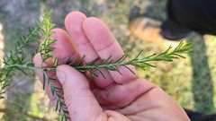 Ozothamnus