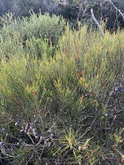 Allocasuarina distyla