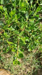 Myoporum boninense