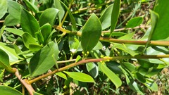 Myoporum boninense