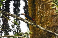 Pteroglossus torquatus