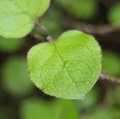 Coprosma rotundifolia