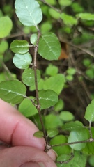 Coprosma rotundifolia