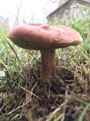 Hortiboletus rubellus