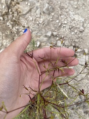 Dicranocarpus parviflorus