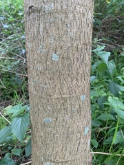 Ficus rubiginosa
