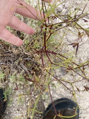 Dicranocarpus parviflorus