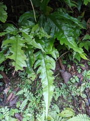 Tectaria phaeocaulis