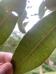 Ficus rubiginosa