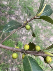 Ficus rubiginosa