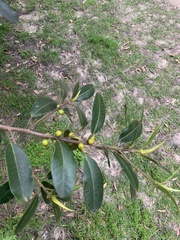 Ficus rubiginosa