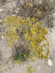 Sartwellia flaveriae