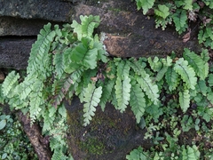 Adiantum diaphanum