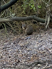 Thylogale billardierii