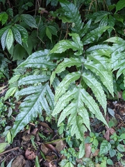 Tectaria phaeocaulis