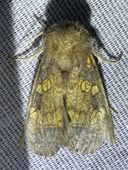 Papaipema cataphracta