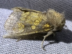 Papaipema cataphracta