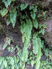 Adiantum diaphanum