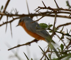 Melaenornis semipartitus