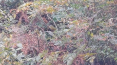 Spizixos semitorques