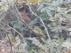 Spizixos semitorques