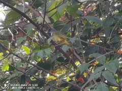 Spizixos semitorques