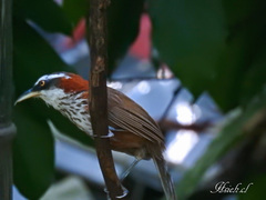 Pomatorhinus musicus