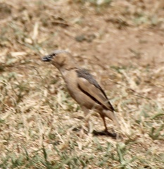 Pseudonigrita arnaudi
