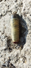 Strategus aloeus