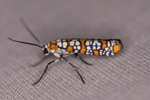 Ailanthus Webworm Moth, photo 5 of 9