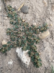 Euphorbia stictospora