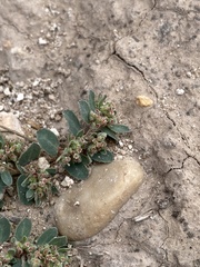 Euphorbia stictospora